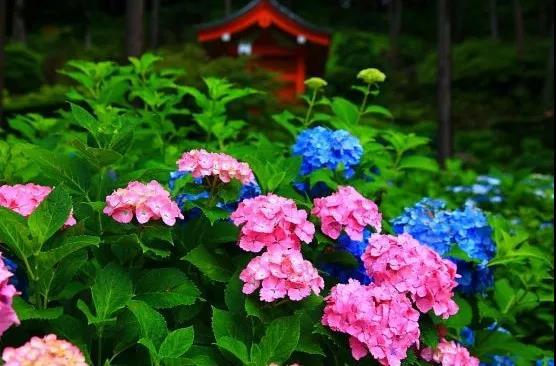 6月去日本 遇见最美的紫阳花海