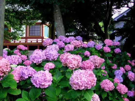 6月去日本 遇见最美的紫阳花海