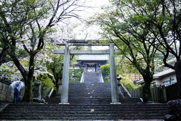 日本长崎最美神社 四月樱花落了一地