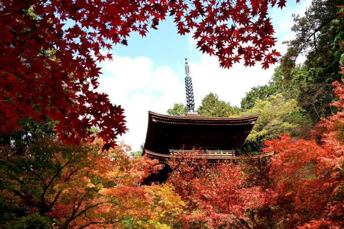 秋季紅葉狩り 地表最强攻略