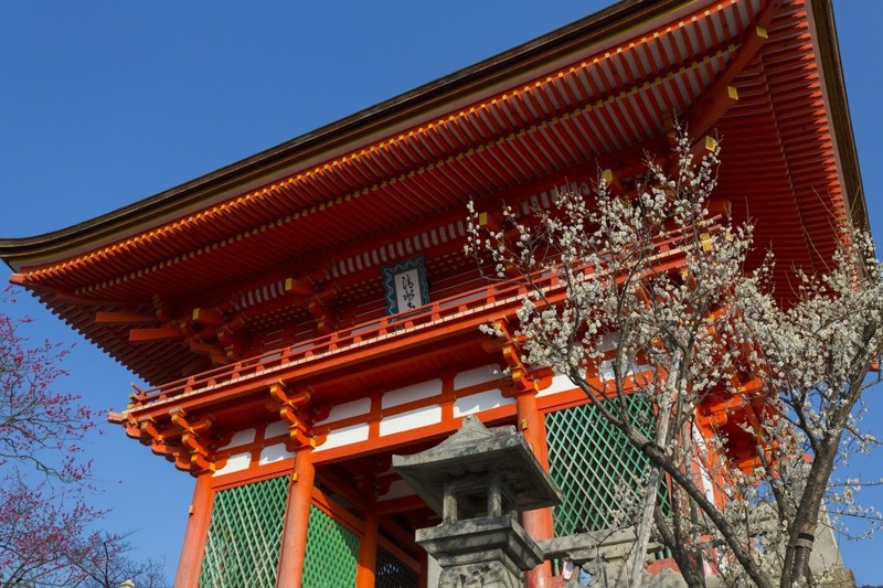 在日本京都 清水寺 里赏樱花