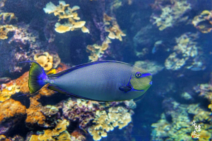 台湾垦丁 有一座东南亚最大的水族馆