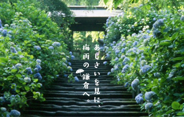 除了樱花 日本人最爱的花竟是它