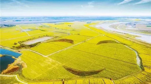 喜欢此时的南京，因为漫天飘着梅香满金陵，美丽新南京的花香！