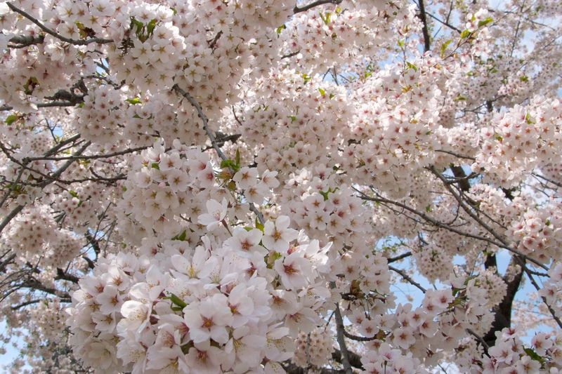才开始计划去日本赏樱 5月初来北海道吧