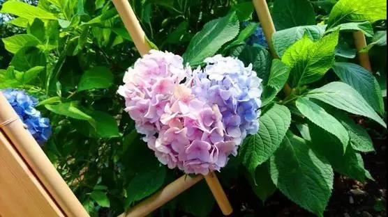 6月去日本 遇见最美的紫阳花海