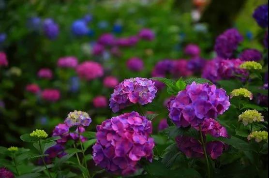 6月去日本 遇见最美的紫阳花海