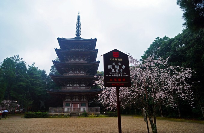 樱花季日本关西畅游之雨中醍醐寺赏樱
