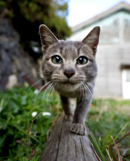 日本猫岛火了 遍地橘猫 撸猫天堂