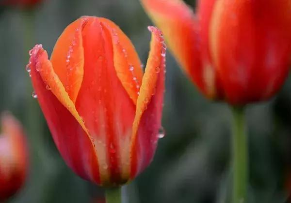 广州也有浪漫馥郁的郁金香花海