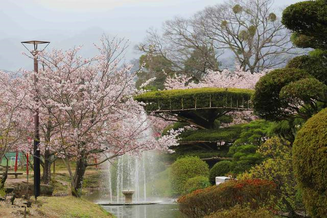 日本仙台 榴冈公园 里的樱花