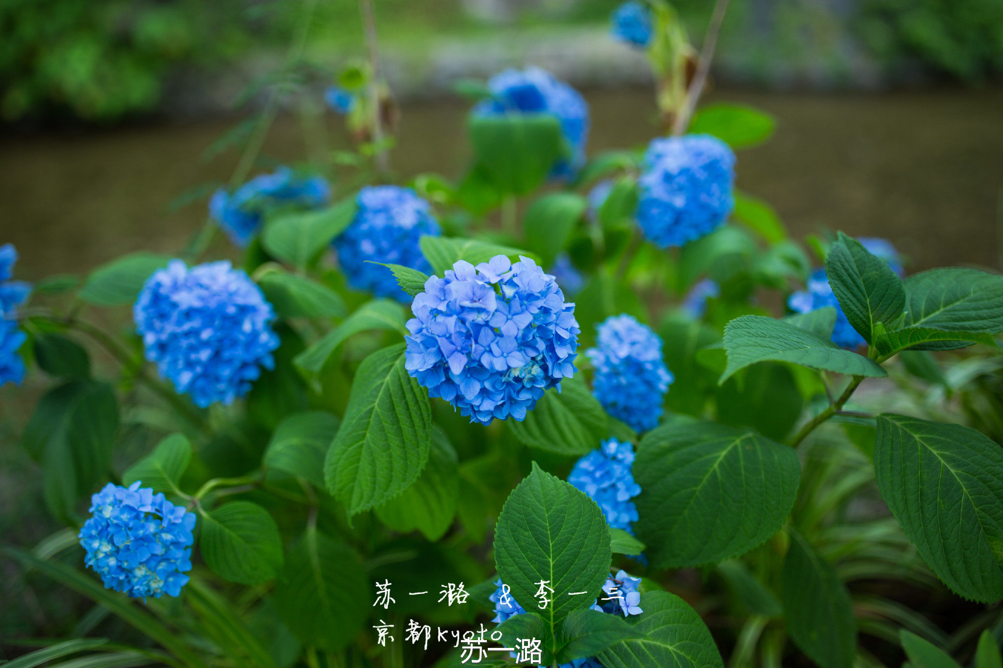 只有我知道的日本 京都古韵