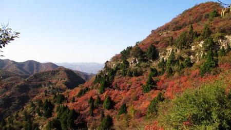 仙台山 这里的红叶是北京香山的倍