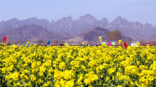 看油菜花何必去婺源？河北大片花海即将进入盛开期，赶紧约起！