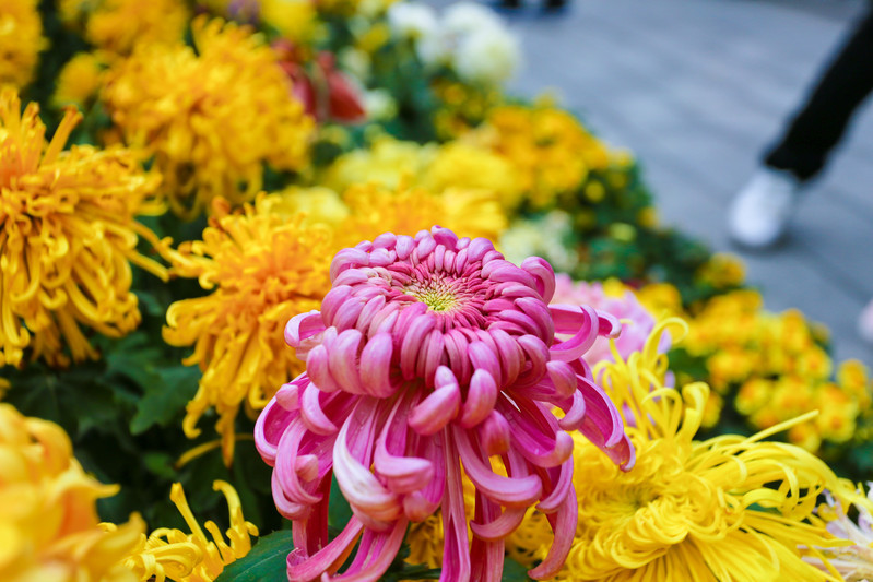 唯有美食与美景不可负 记一场成都周末游