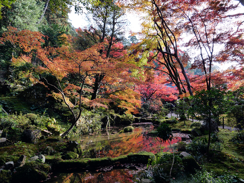 红叶限定滋贺县四处名胜地 独自旅行