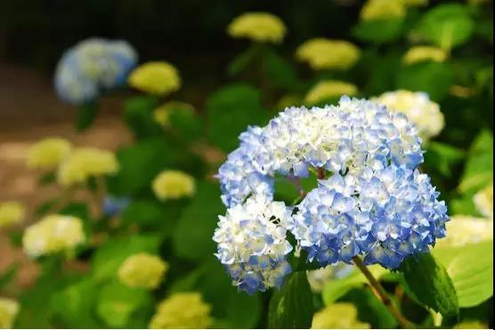 6月去日本 遇见最美的紫阳花海