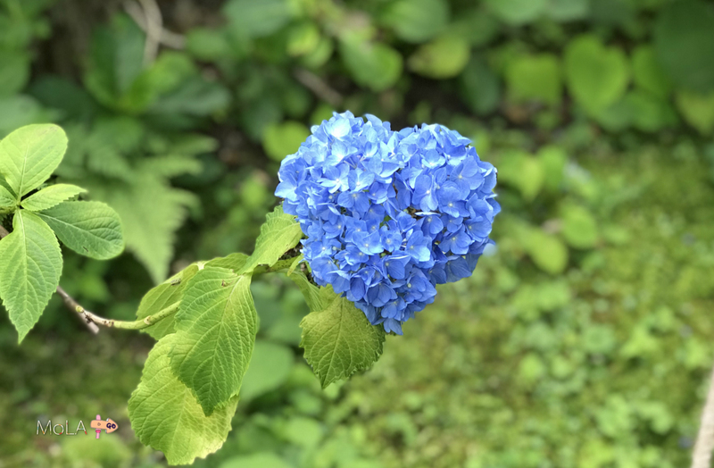 去京都看紫阳花 梅雨季独自美丽