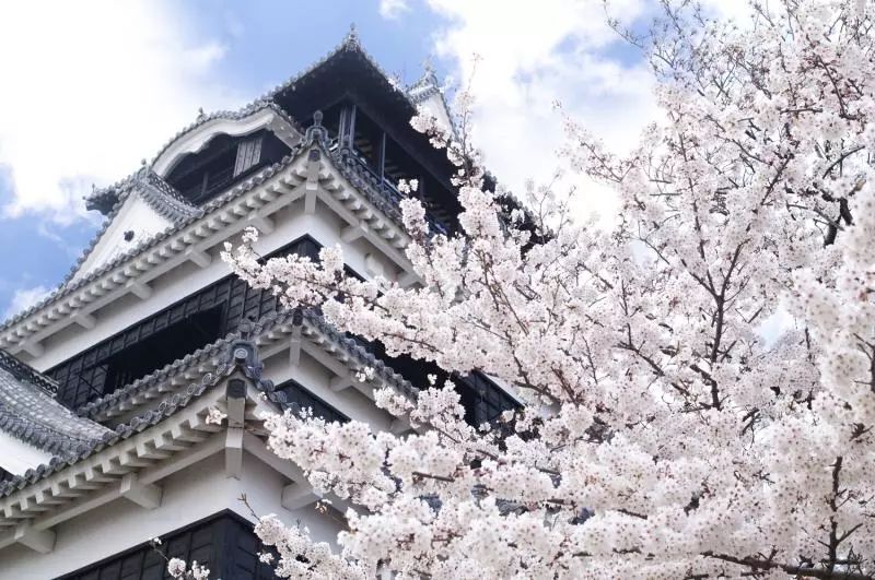 这是一份去日本赏樱花全功略