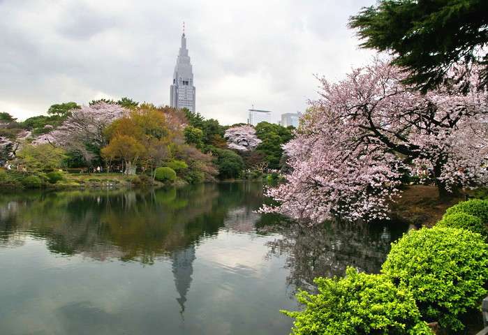日本东京 新宿御苑 赏樱花