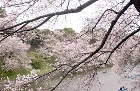 日本广岛 庄原上野公园 里的樱花