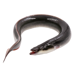 新鲜河鳗活体 淡水鳗鱼 白鳝白鳗鲜活现杀淡水鱼水产 每条约1.5斤