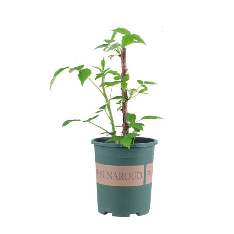 双季树莓苗盆栽地栽南北方四季种植当年结果阳台覆盆子苗红黑树莓