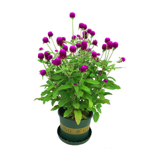 千日红花种子春秋播种花海景观庭院阳台花卉盆栽花籽火球花百日红