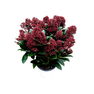 耐寒紫玉珊瑚盆栽红玉珠室内木本花卉植物美观易养绿植红褐色花蕾