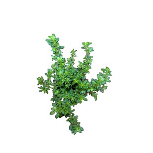 喜阴湿冷水花迷你桌面小盆栽四季常青热带雨林水陆缸造景植物好养