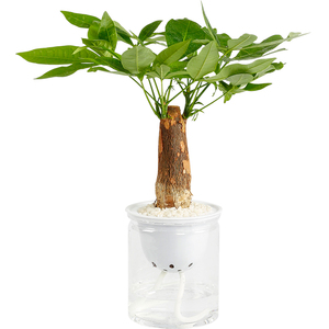 盆栽室内新房净化空气好养水培花卉