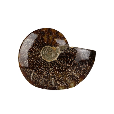 天然简约玉菊螺化石家居桌面