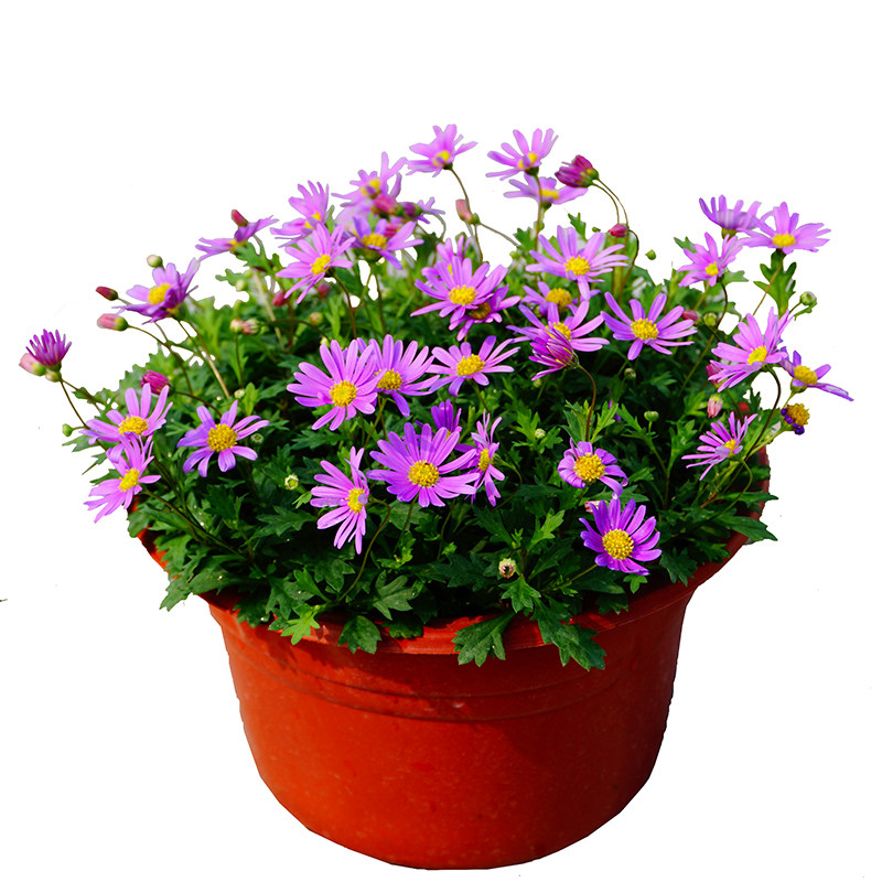 多年生花卉花蝴蝶春夏秋冬花种籽