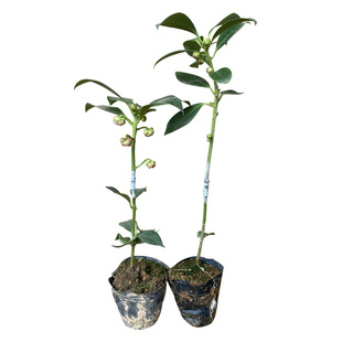 广西八角树苗嫁接高产矮化大红罗马东荣八角茴香树带叶带土发货