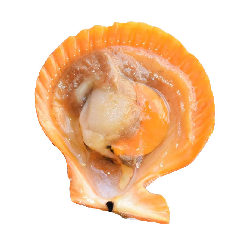 扇贝去壳新鲜鲜活贝类海鲜水产蒜蓉粉丝烧烤食材帮开半壳扇贝
