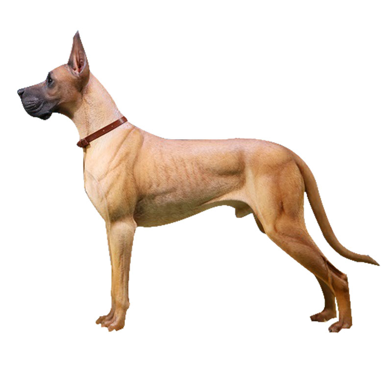 mrz品牌直属德国大丹犬动物摆件