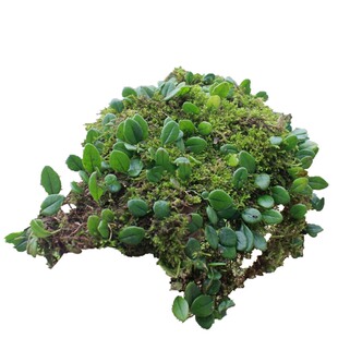 一片成景苔藓伏石蕨好养喷水即活室内热带雨林缸造景植物背景板墙