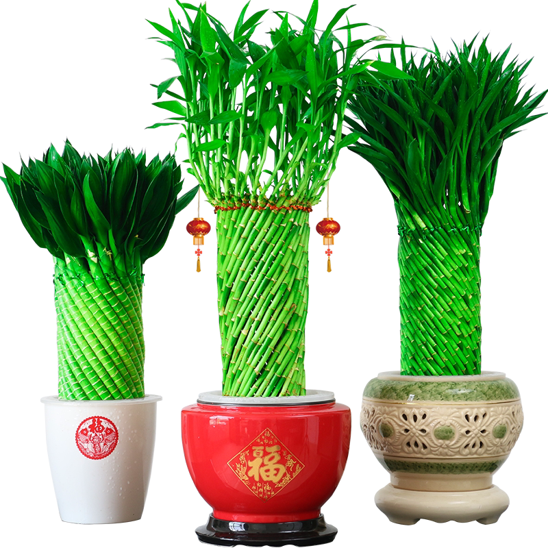 文昌竹4支水培招财绿植-淘宝逛一逛