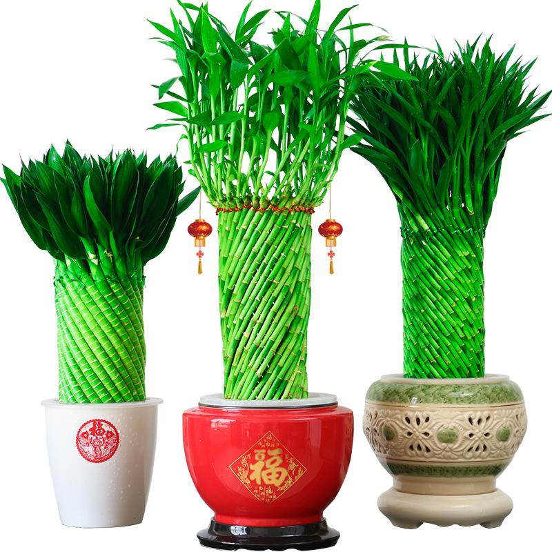 文昌竹4支水培招财绿植-淘宝逛一逛