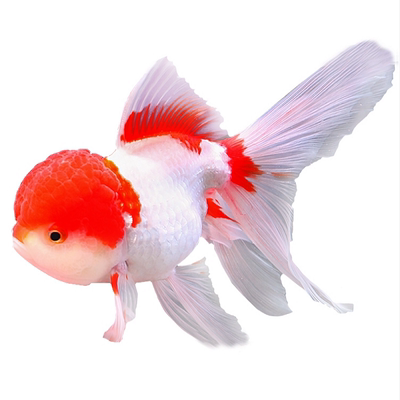 冷水观赏鱼小型锦鲤鱼活花草金鱼