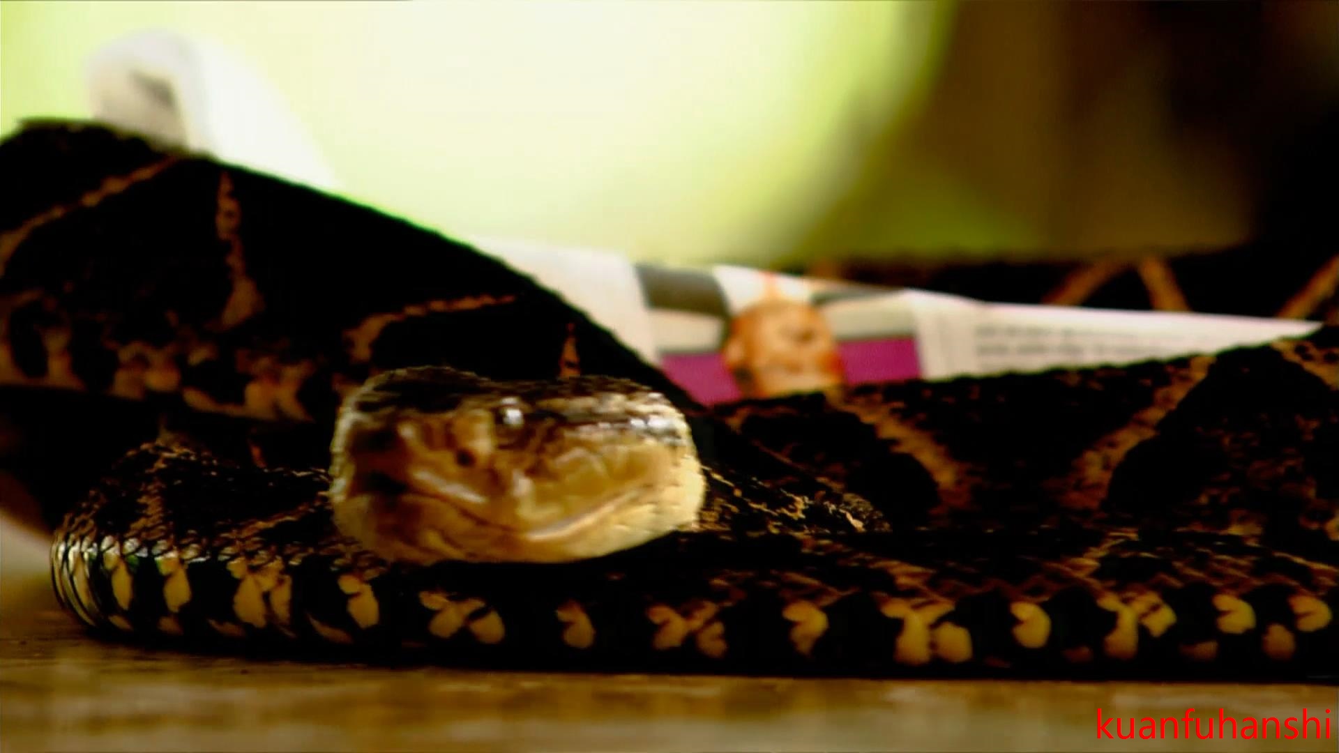 蛇类实拍视频素材 野生动物世界延时拍摄大屏幕背景大自然宣传片