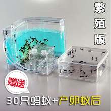 透明蚂蚁巢穴观察盒屋生物实验蚂蚁工坊家园农场城堡宫殿生物课