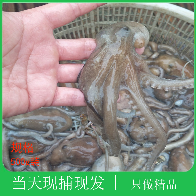 大连海鲜墨鱼乌贼鱿鱼新鲜超大长腿章鱼巴绍网红爆头鲜活大八爪鱼