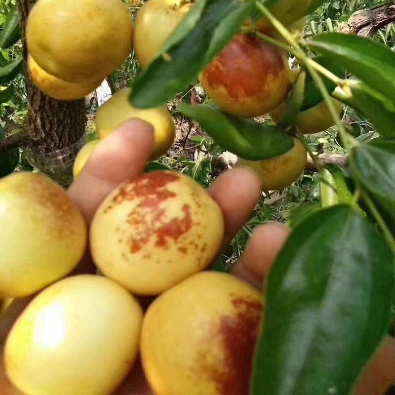 沾化冬枣新鲜孕妇应季水果脆枣b大红枣青枣陕西大荔5斤整箱包