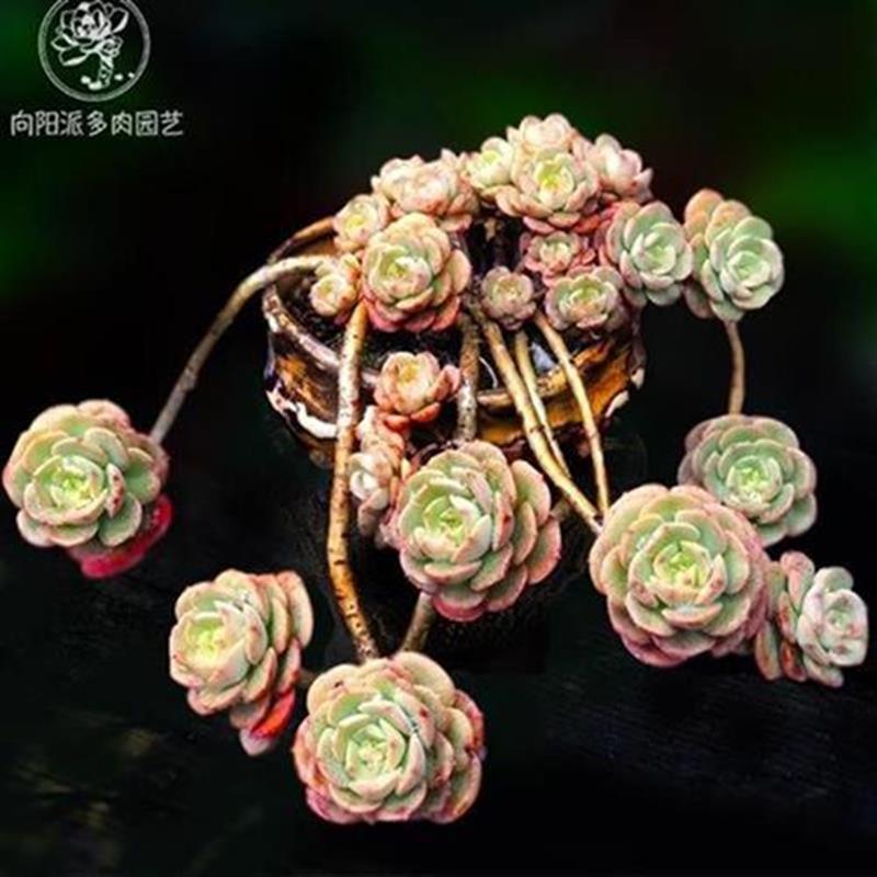 新品派小盆阳绿植小n老桩多肉植物一c物一拍妮可s园艺莎娜向栽花