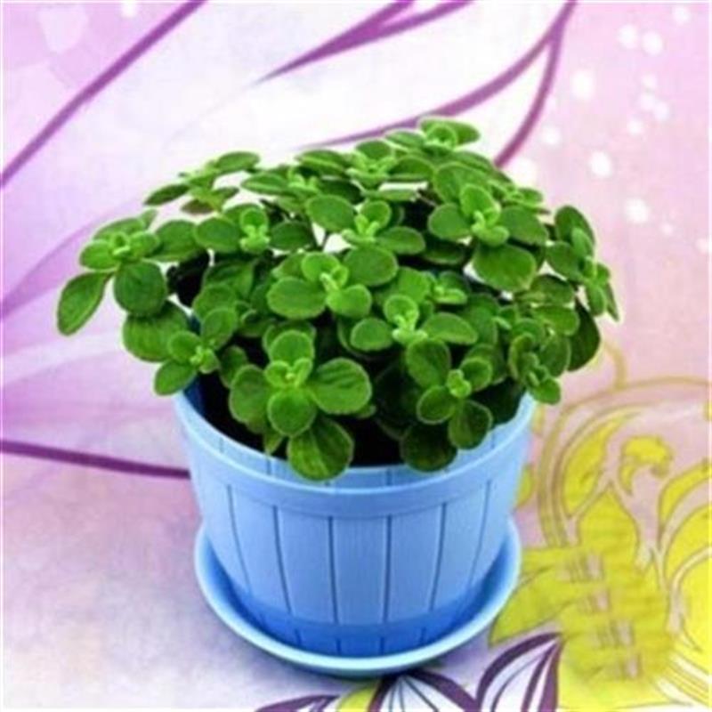 一抹香植物蚊虫盆栽室内s办公桌香草发财碰碰q香花x