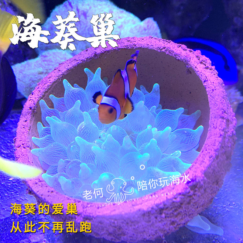 奶嘴防跑神器窝家杯海葵地毯屋珊瑚罐子鱼缸造景窝家容器皇海葵巢,宠物/宠物食品及用品,其它水族用具设备,淘宝优惠券,粉丝福利购,淘宝优惠卷