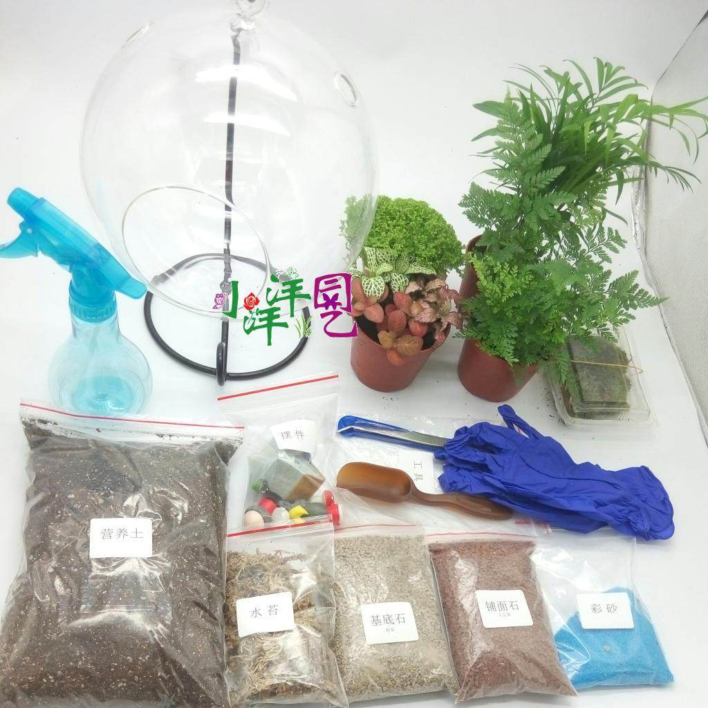 苔藓微景观吊瓶微景蕨类生态瓶创意盆栽迷你植物玻璃DIY材料包