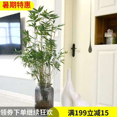 水培植物米竹室内盆栽小型凤尾竹盆景桌面绿植微盆景竹子苗观赏竹