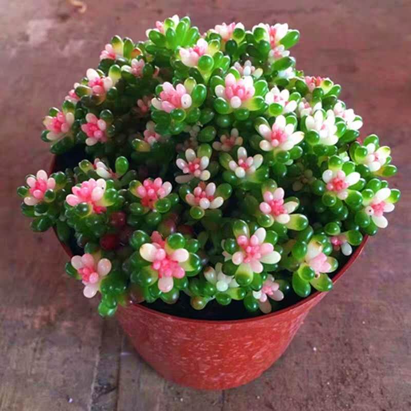 多肉植物彩色浆果粉色稀有小贵货罕见盆栽室内阳台好养